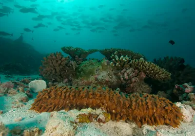Pineapple sea cucumber on ocean floor, representing its unique self-defense mechanism using triterpenoid saponins